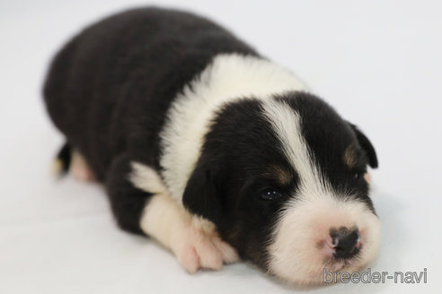 成約済の神奈川県のボーダーコリー-342035の6枚目